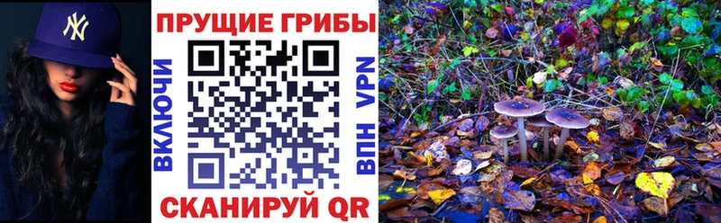 Псилоцибиновые грибы Psilocybe  сколько стоит  Моршанск 